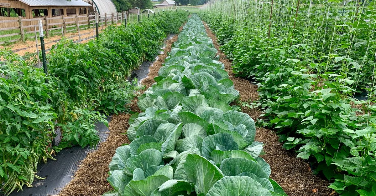 Rangs verts de choux, tomates et haricots dans une ferme du Tennessee sous un ciel nuageux.