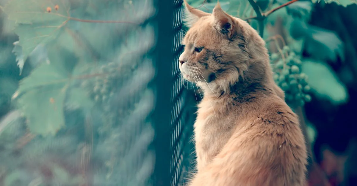 Un chat fluffy est assis calmement près d'une clôture avec une verdure luxuriante en arrière-plan, présentant une scène extérieure tranquille.