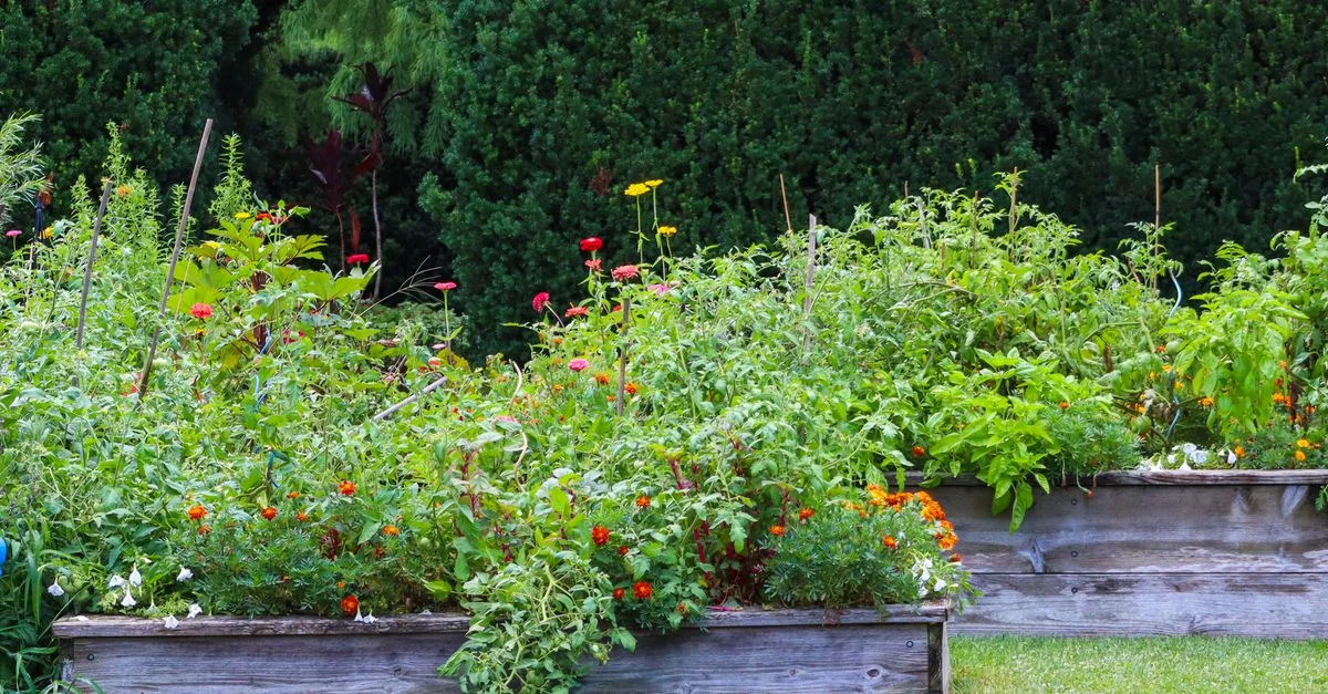 Des parterres surélevés et colorés, regorgeant de plantes et de fleurs variées dans une végétation luxuriante.