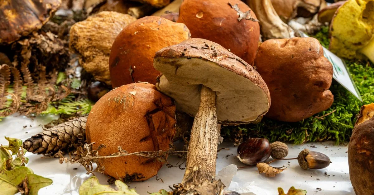 Assortiment de champignons sauvages fraîchement cueillis sur le sol d'une forêt.