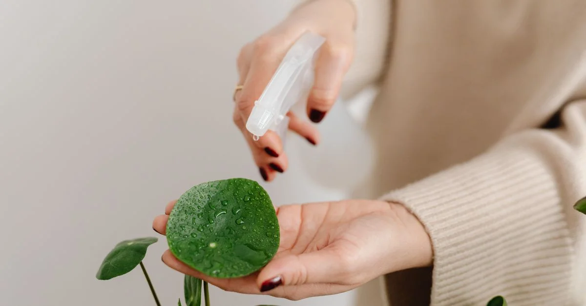 Une personne pulvérise de l'eau sur une feuille de plante verte à l'intérieur, veillant à l'entretien des plantes.