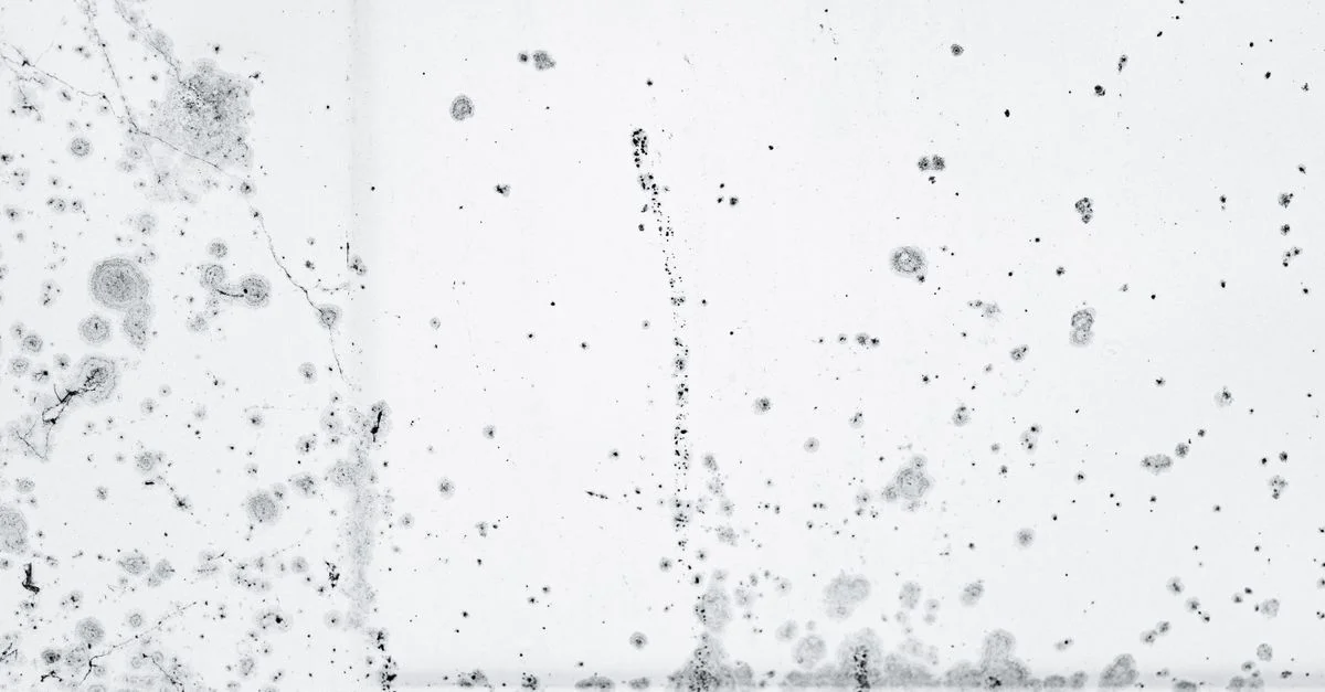 Motif complexe de spores de moisissure noire sur un fond blanc, mettant en valeur la décomposition et la croissance organique.