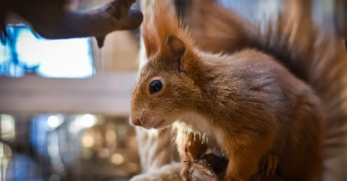 Adorable écureuil rouge capturé en gros plan alors qu'il se perche sur une branche à l'intérieur.
