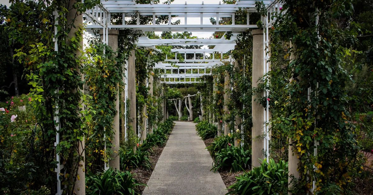 Un chemin de jardin luxuriant entouré de plantes grimpantes et de feuillage vibrant.