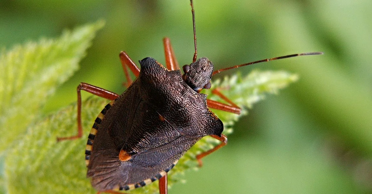 Photographie macro en gros plan d'un punaise brune sur une feuille verte avec une texture détaillée.