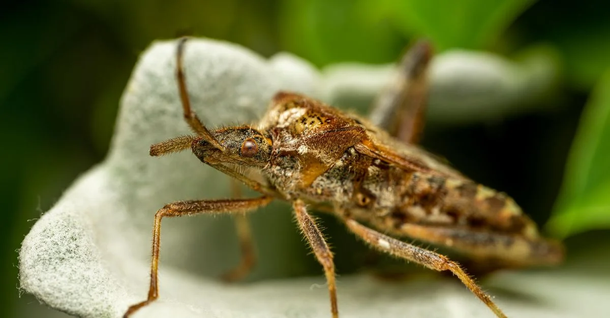 Image macro détaillée d'un insecte à semences conifères occidental sur une feuille.
