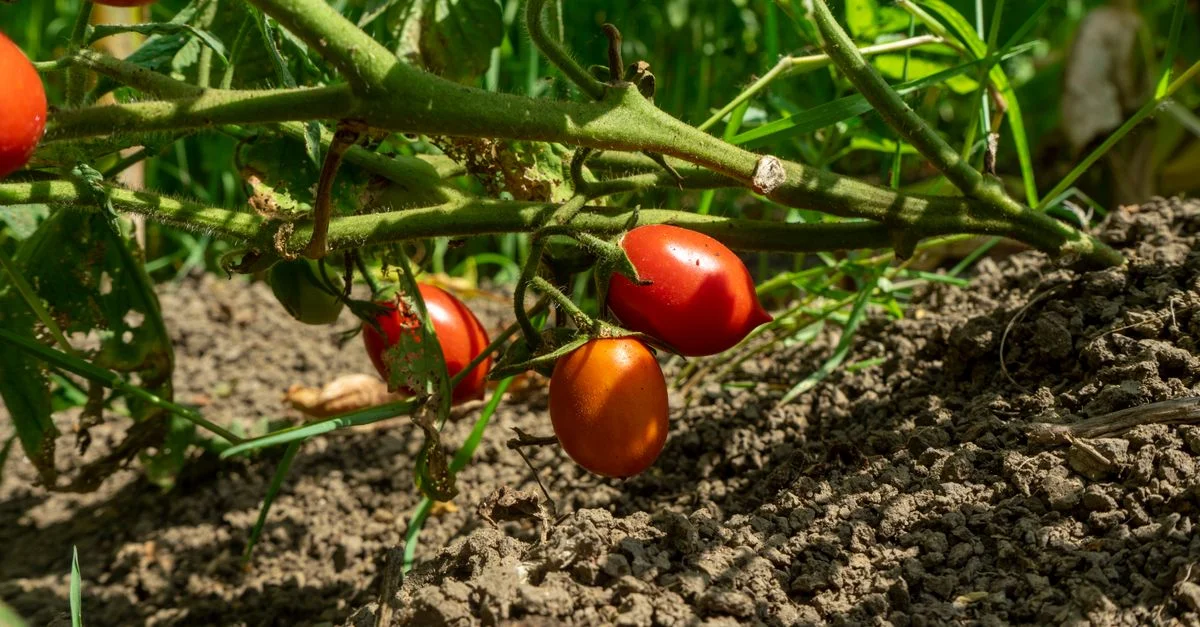 Gros plan de tomates mûres poussant sur une vigne dans un potager biologique, baignant dans le soleil.