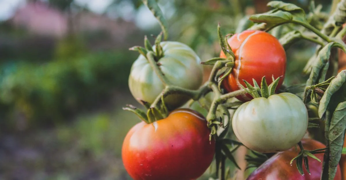 Une vue détaillée de tomates à différents stades de maturité poussant sur la vigne dans un jardin.