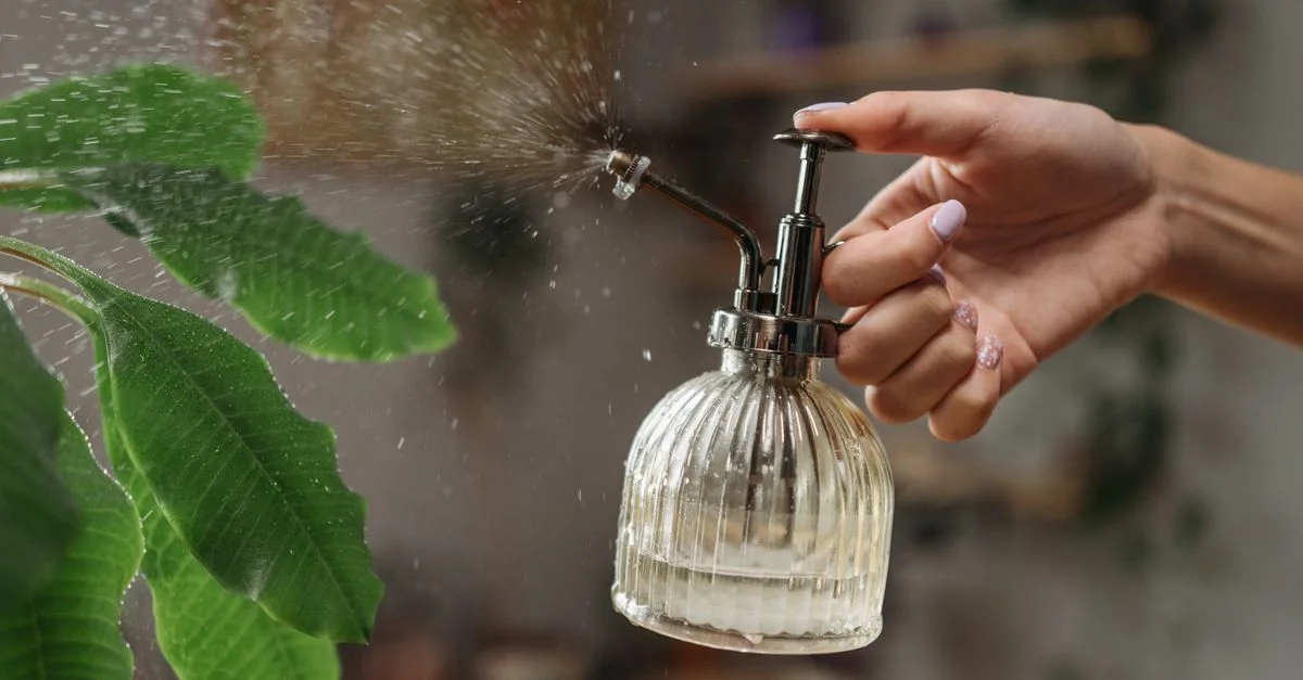 Une main utilisant un vaporisateur vintage pour arroser une plante d'intérieur, améliorant la santé du feuillage.