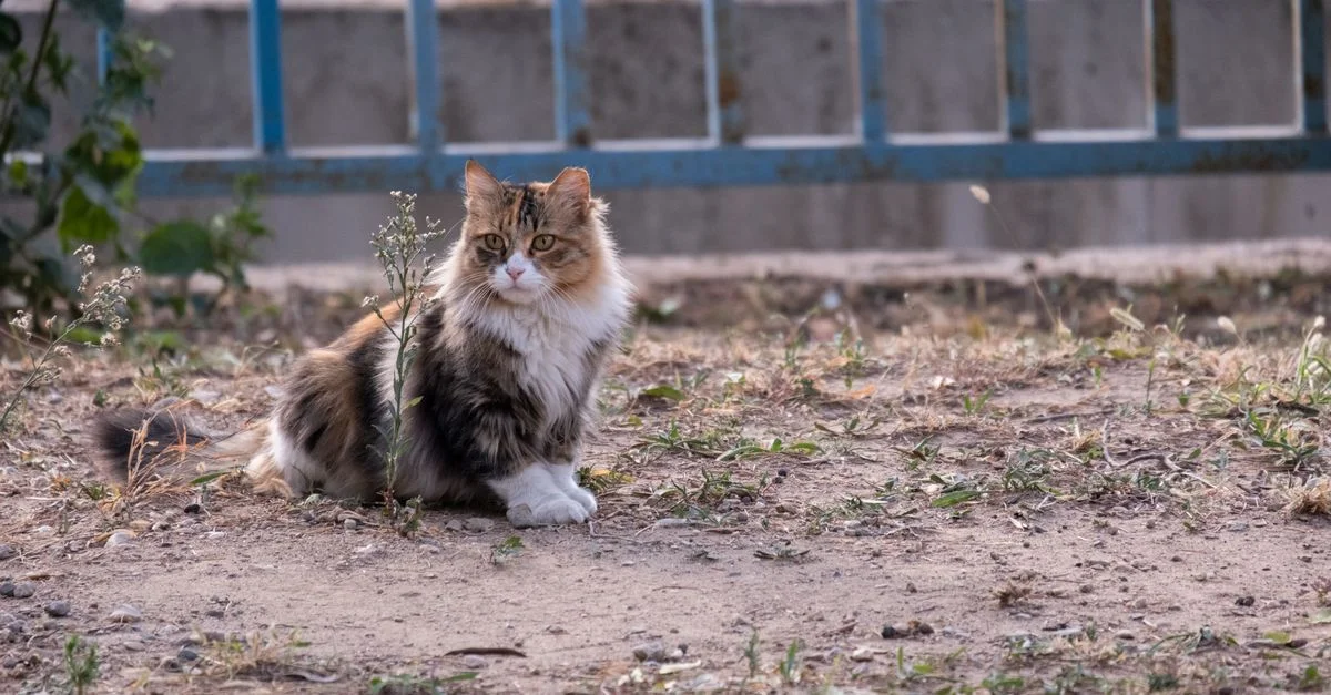 Un chat persan fluffy se relaxant à l'extérieur près d'une clôture à İzmir, Türkiye.