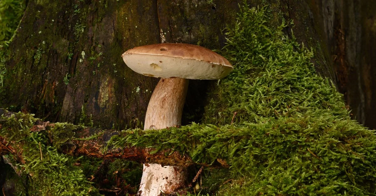 Champignons cèpes naturels poussant dans une forêt luxuriante et moussue, parfaits pour les thèmes liés à la nature.
